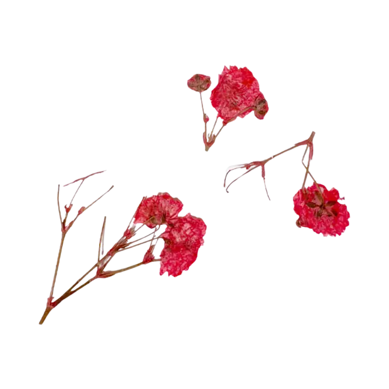 Geprüft Peggy Sage Dried Flower Nail Decor Red Branches