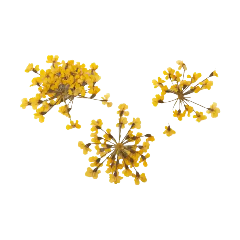 Peggy Sage Dried Flower Nail Decor Yellow Bouquet Schneller Versand